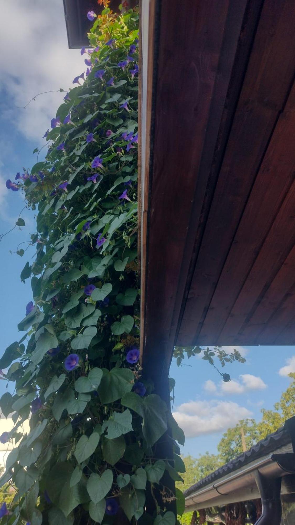 Casa Mura Două Mai Exterior foto